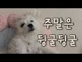 천둥이와 함께하는 주말 브이로그🐶🩵