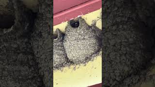 First Time Seeing Barn Swallows Nesting!