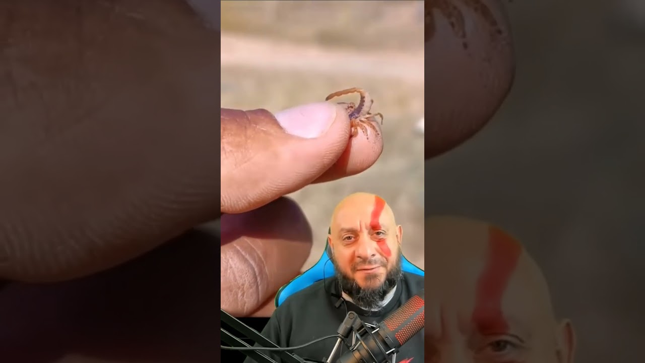 Filhote de escorpião tenta ferroar #biólogohenrique #animais #biologia