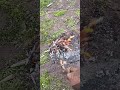 trabajando en San Javier haciendo Margarita $900 caliéntate unos chorizos 🧅🇦🇷
