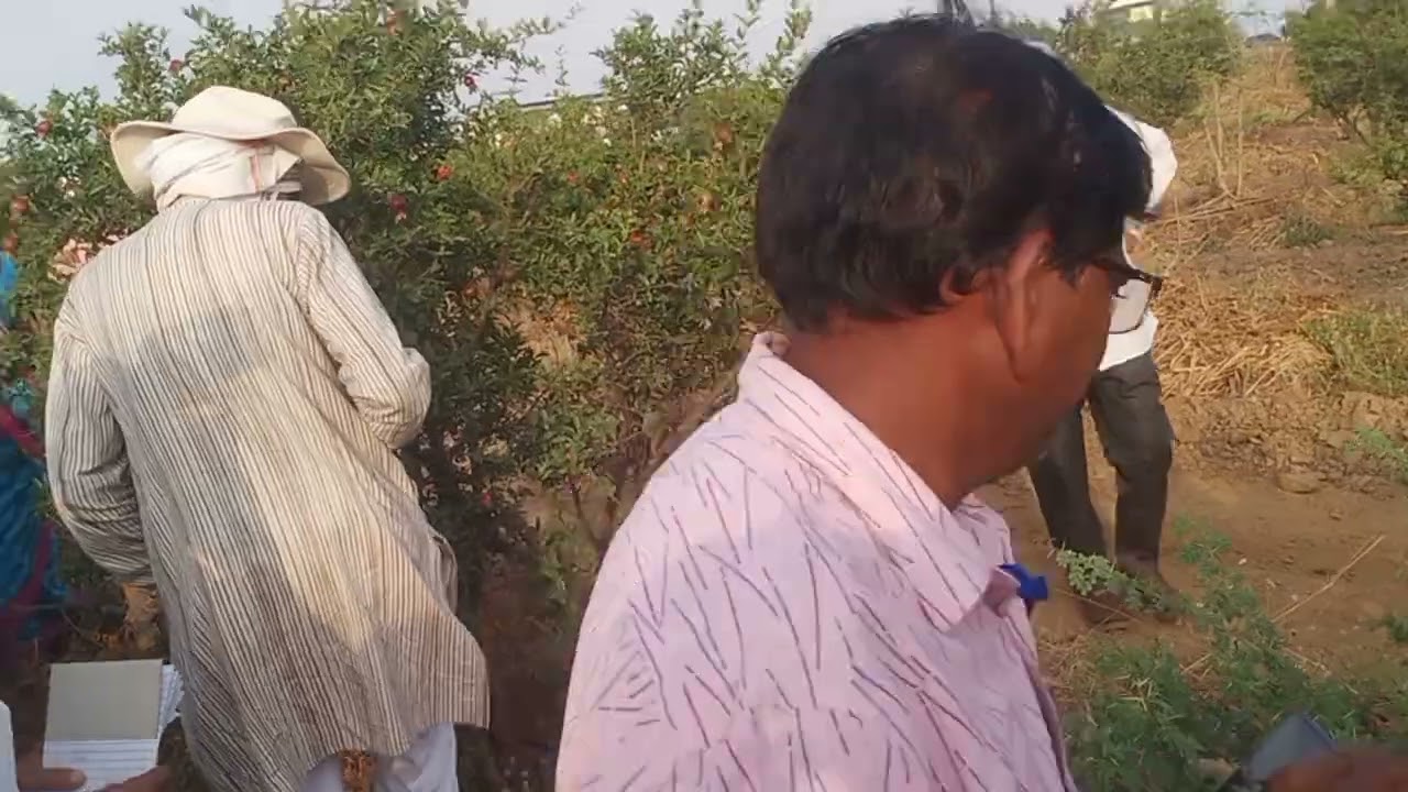 Pomegranate in Subhash Palekar Natural Farming Mr Milind Sawant, Baramati, Mb +919011617720