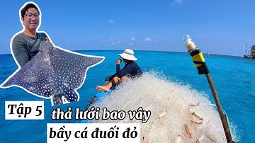 21 Ngày Câu Cá Đảo Trường Sa | Tập 5 bao vây bầy cá đuối đỏ