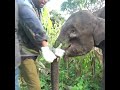 Rescuing a Baby Elephant with a Painful Mouth Injury 🐘❤️