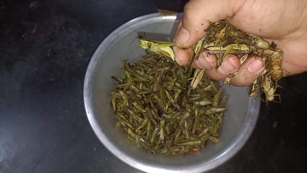 Cooking of Grasshopper 🦗 (simple recipe)😋 - YouTube