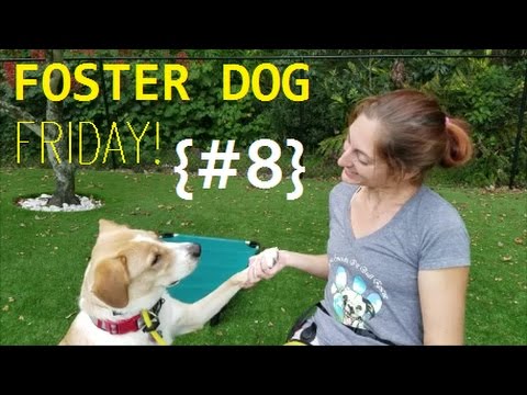 foster-dog-friday---episode-#8-|-push-your-puppies!
