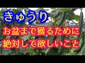 【きゅうり】お盆まで収穫したいとき、必ずして欲しい５つの作業を解説します。まだまだこれからです！