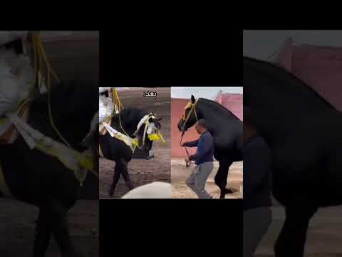 الحصان الدي كان يمتطيه المقدم عبد الغني أصلو من ولاد عزوز خريبكة وكان نتاقل الى قبائل عبدة