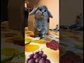 #cabbit #cat #bunny #funny #cute