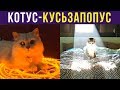 Приколы с котами. Котус-кусьзапопус) | Мемозг #205