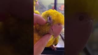 Raising and training Golden conures parrots
