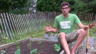 How to Grow Okra  Complete Growing Guide