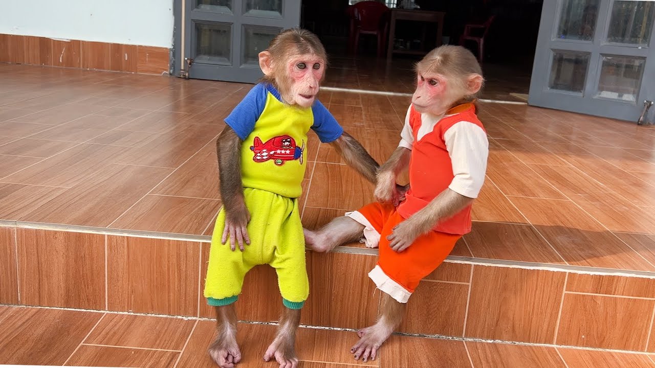 Funny Odd Couple! Short film about the friendship of monkey Luk and Cubis