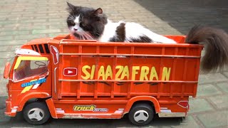 The Story of Aa Zafran's Truck Loading Cats Until Aa Gives Up Because He Keeps Jumping