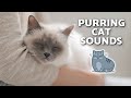 SOUNDS OF CATS PURRING 😻💤 To Help You SLEEP and RELAX