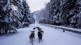 Dog Sledding, Chena Hot Springs, Alaska 2018