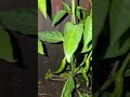وكما سقيت ربي الأرض بالمطر
