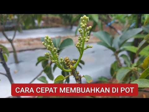 Alpukat Tabulampot