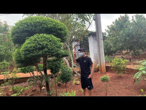 Video Giới thiệu cây lồng mứt ghép mai chiếu thủy - youtube