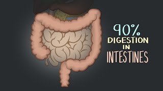 Digestive Enzymes