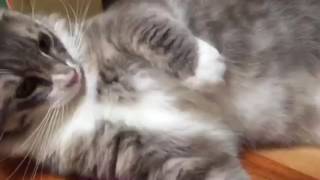 ファーミネーターを敵対視する猫 ノルウェージャンフォレストキャット A hostile view Famineta. Norwegian Forest Cat.