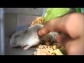 ムニムニされても起きないハムスター Hamster don't get up