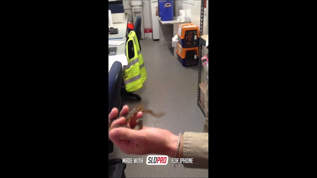 Snake Bite in Slow Motion