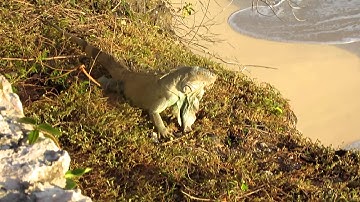 Iguana in St.Maarten