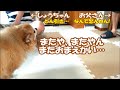これってすぐキレられるオトンになってもうとるやん…byコタ (近況報告③)