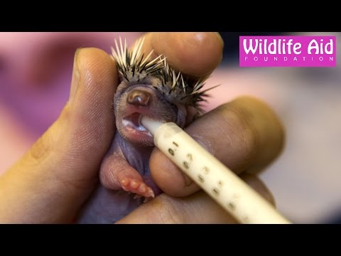 Super cute tiny baby hedgehog being hand-fed!