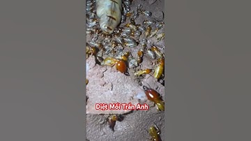 Công ty diệt mối Trần Anh, chống mối diệt côn trùng trên toàn quốc #dietmoi #animals #congtydietmoi