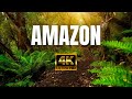 Amazon  4k  the worlds largest tropical rainforest