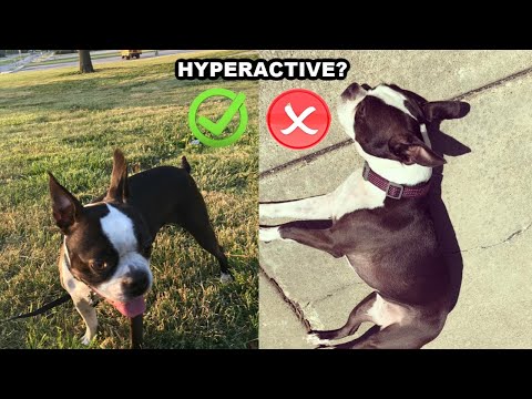 Video: 4 saker att göra när din Boston Terrier är stressad