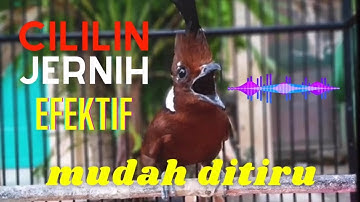 CILILIN Suara Asli Jernih - 100% MUDAH DITIRU dan JAMIN MASUK ‼️ (Masteran Cililin Masa Kini)
