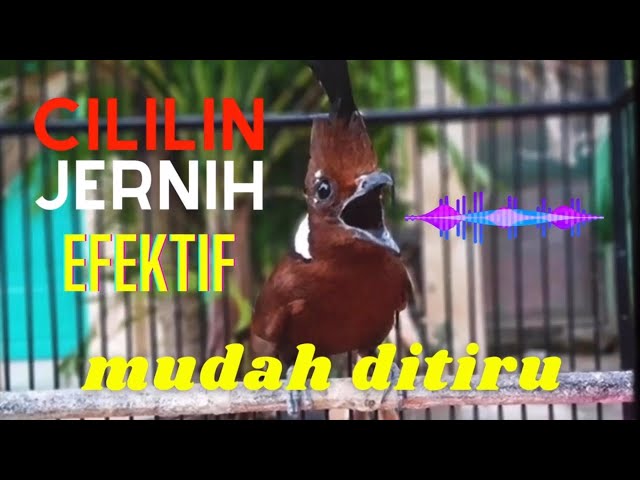 CILILIN Suara Asli Jernih - 100% MUDAH DITIRU dan JAMIN MASUK ‼️ (Masteran Cililin Masa Kini) class=