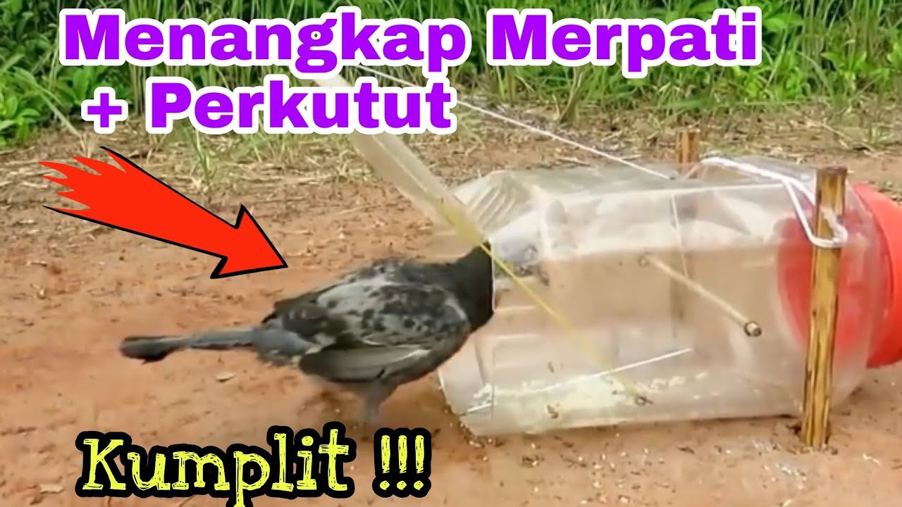 Cara Mudah Menangkap Burung Merpati Dan Burung Perkutut Dengan Toples Ini Cara Baru Efektif - Youtube