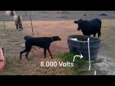 Vídeo: Lesões Por Choque Elétrico Em Cães