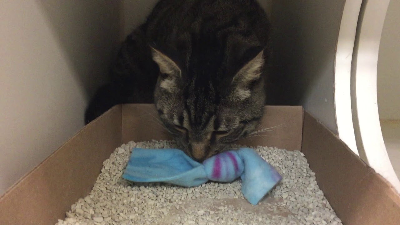 adopt cats long island Sterling 55178 (2) - Stellar Sterling! - NYCACC