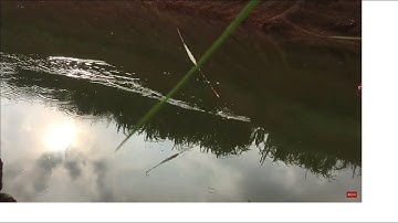 cận cảnh cá kéo mất phao câu đài đẹp mê li