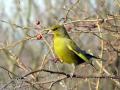 Carduelis Chloris Florinte