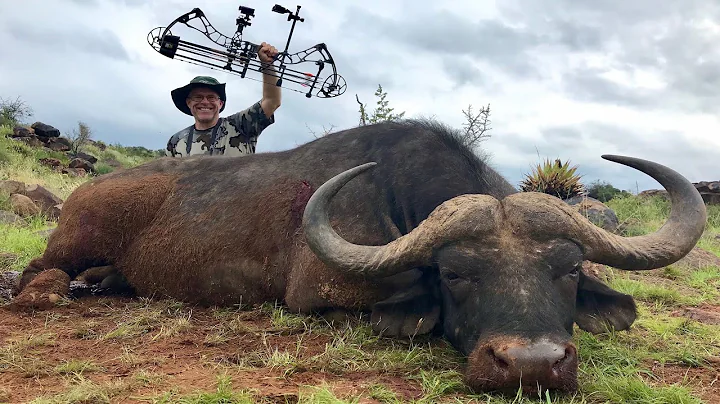 "ONE ARROW!" Cape Buffalo Bowhunt, Africa (Bishop ...