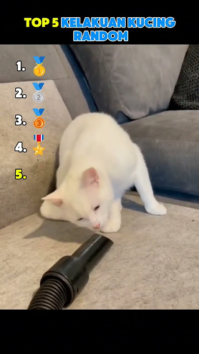 Top 5 kelakuan kucing random #top5 #meme #shorts