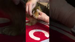 Grooming a Longhaired Dachshundfeet #10