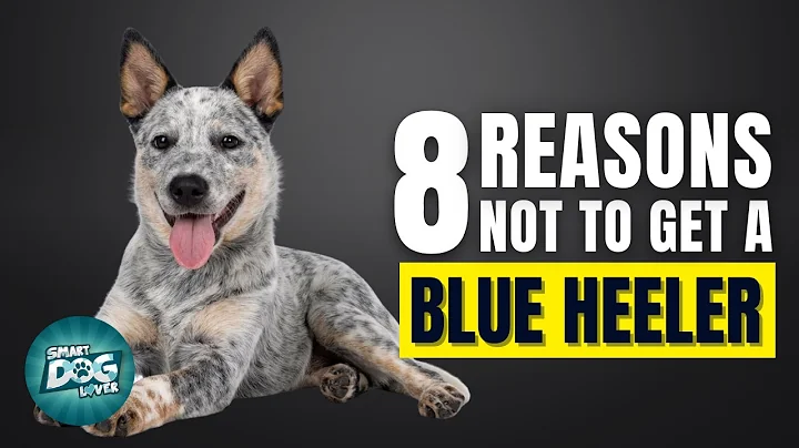 8 Reasons Why You Should Not Get a Blue Heeler