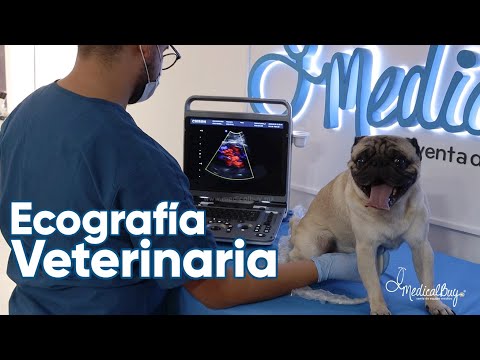 Video: Ultrasonidos Para Mascotas