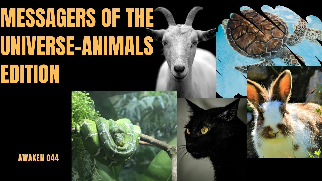 Animals and their spiritual meaning