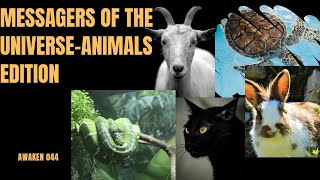 Animals and their spiritual meaning