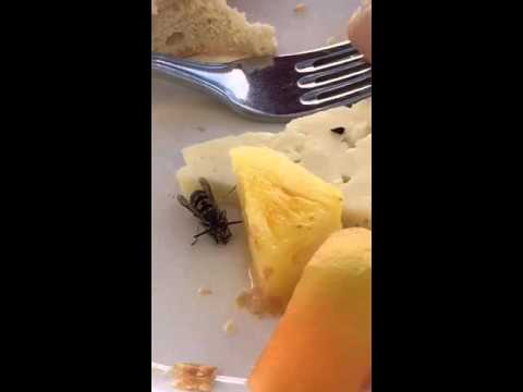 video phone beyonce mp3 The bumblebee