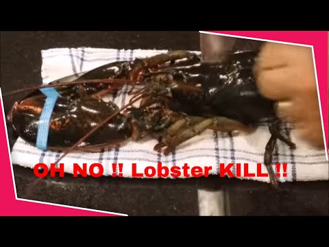 How To Make The Worlds Best Ever Stuffed Lobster: Live Lobster Kill