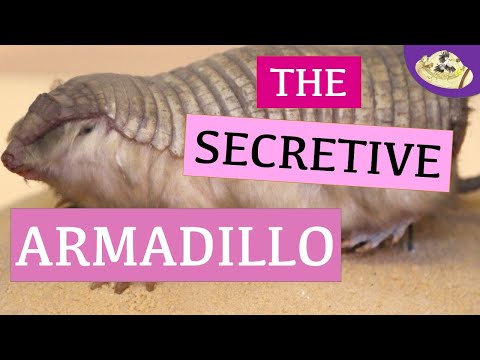 Video: The frilled armadillo, or the pink fairy of Argentina