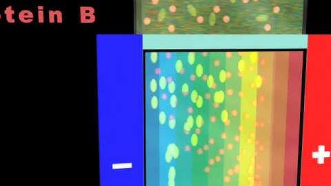 animation of IEF chip